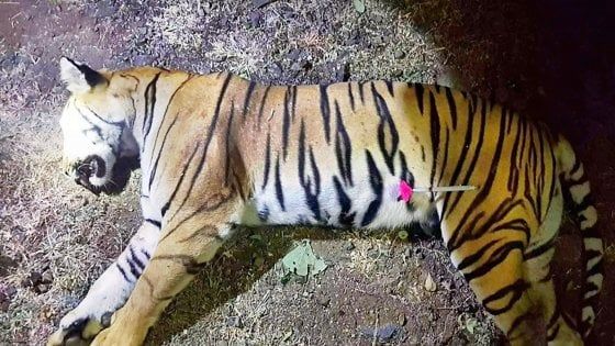India, uccisa tigre mangiatrice di uomini. Per attirarla anche un noto profumo per uomo