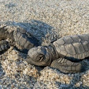 Costa dei Gelsomini, culla italiana preferita delle tartarughe Caretta caretta&nbsp;