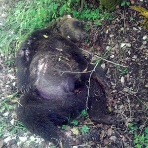 Abruzzo, un altro orso morto. Forestale: nessuna ferita, probabile avvelenamento