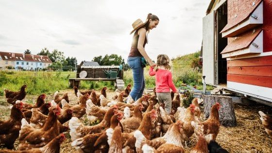 Italiani, in bocca al pollo!