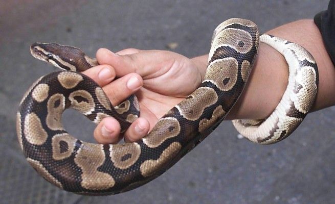 Bloccato un carico di 582 animali esotici<br />il camion era diretto nel sud Italia