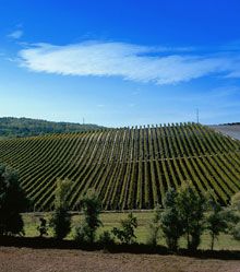 La cantina biodinamica