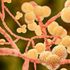 Non solo virus e batteri, adesso i pericoli arrivano (anche) dai funghi