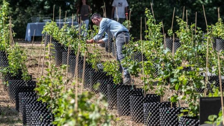 Sauvignon e cabernet si coltivano dietro l’ospedale: al San Luigi nasce la vigna terapeutica