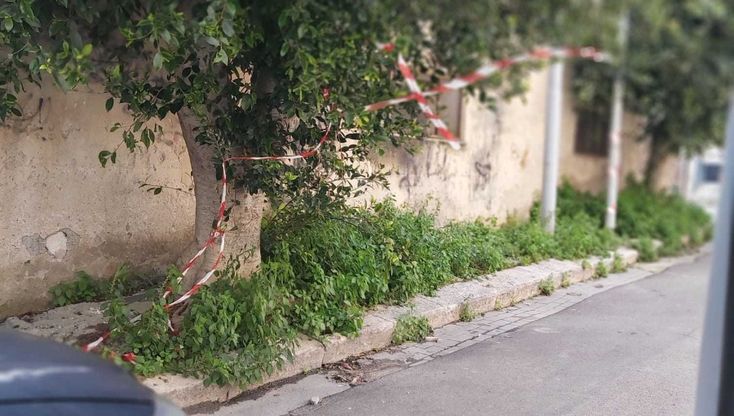 Settima circoscrizione, all'Arenella alberi non potati da tre anni