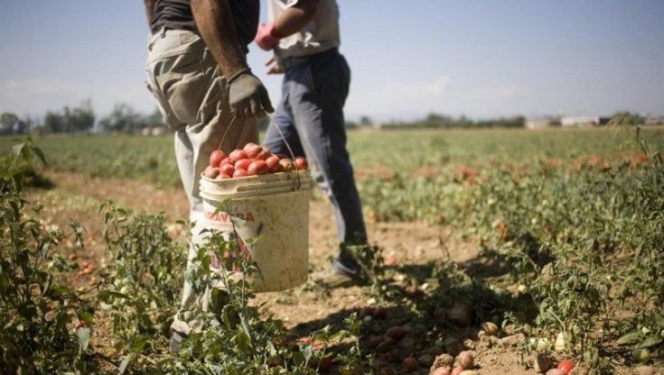 Caporalato nel Cuneese, condannato a 5 anni bracciante diventato sfruttatore
