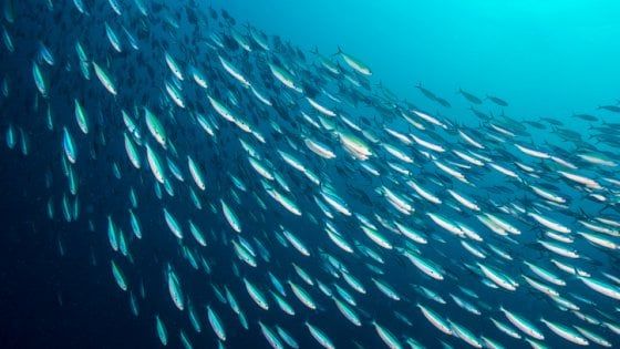 Azienda bolognese crea una tecnologia per pulire il mare