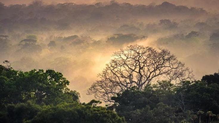 Gli insetti tropicali sono vicini al limite di tolleranza al caldo