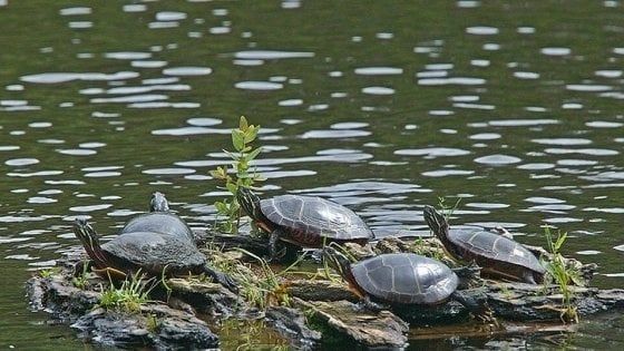 Troppe tartarughe nel laghetto di Parco 2 Giugno: il Comune di Bari avvia censimento