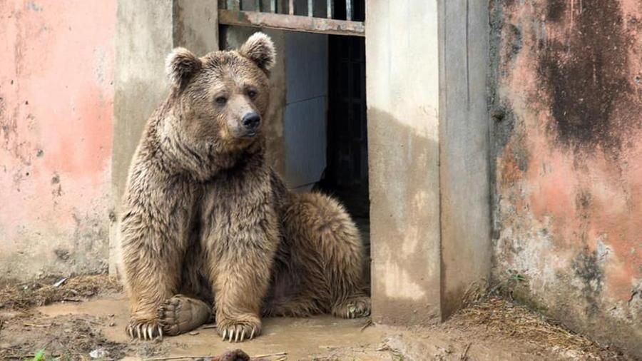 Dopo L Elefante Kaavan Salvati Anche Suzie E Bubloo I Due Orsi Ballerini Prigionieri Nello Zoo Di Islamabad La Stampa