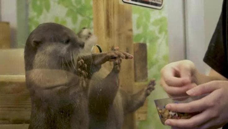 Giappone: "Animal cafè" sotto osservazione per il rischio sicurezza e igiene
