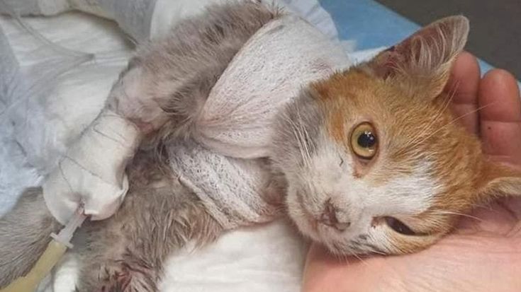 “Giustizia per Leone”: in 2000 in corteo per il gatto scuoiato