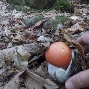 Riccione, intossicazione da funghi: tre pazienti fuori pericolo