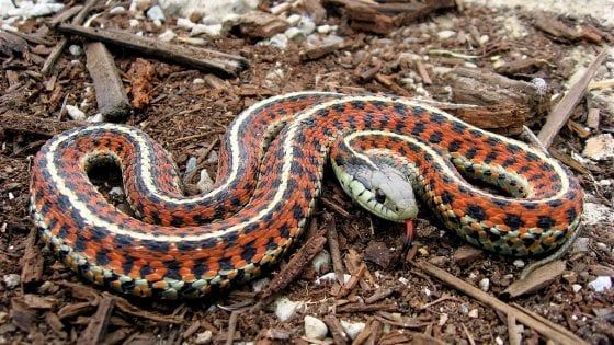 L'amicizia nasce persino tra serpenti: l'esperimento sociale sui rettili