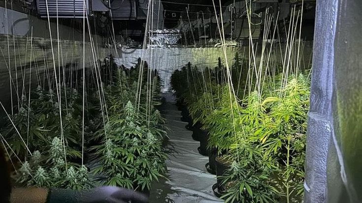 Maxi piantagione di marijuana in un capannone a Lodi, coltivatori trovati in una botola: arrestati