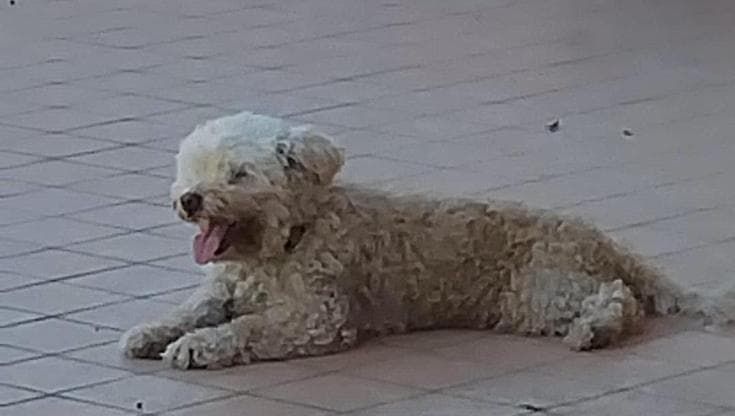 Appello per adottare il cane Puffy del ciclista investito e ucciso
