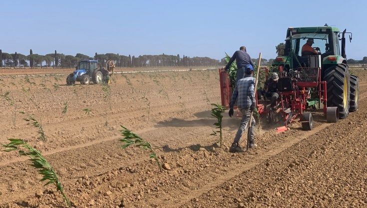 "Fermate la piantagione di bambù”: appello dei botanici alla Regione
