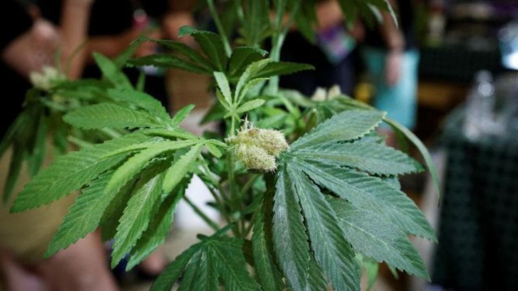 Cannabis light, il caso arriva alla Corte Ue: sotto esame i limiti italiani all’olio di Cbd