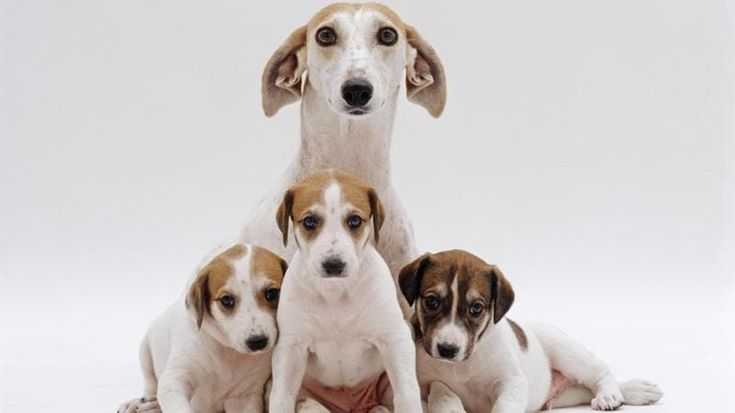 “Cuccioli” da leggere. Storie vere di animali a misura di bimbo