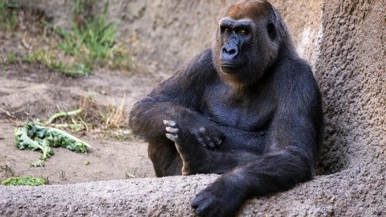 Coronavirus, lo studio: molte specie animali vulnerabili