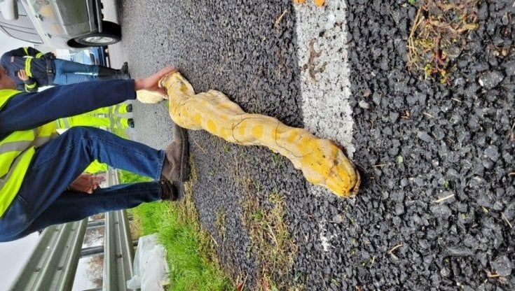 La Stradale di Parma trova un pitone morto in una piazzola della A1