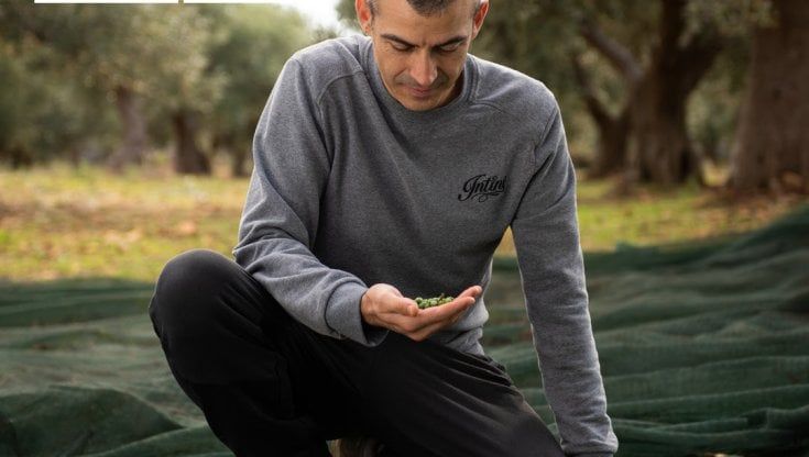 Olio extravergine, il miglior produttore al mondo è pugliese: "Coniugo metodi tradizionali e innovazione"