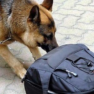 Siracusa, il cane fiuta la droga: un arresto  