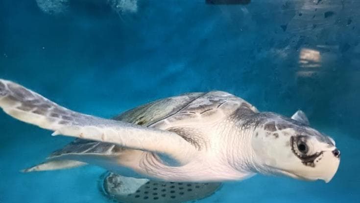 Saphira torna libera: la rara tartaruga di Kemp sarà rilasciata nel mare della Costiera amalfitana