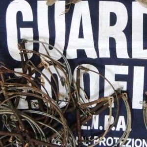 Operazione antibracconaggio, sequestrate 32 trappole a Ischia