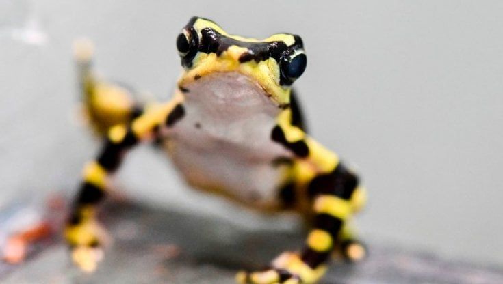 Stiamo perdendo gli anfibi e con loro i veleni che potrebbero curarci