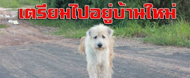 L'incredibile storia di Leo, il cane che ha atteso i proprietari per quattro anni ad un incrocio. E li ha trovati