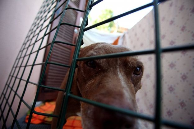 "Adotta un vecchio cane", la campagna a Milano 