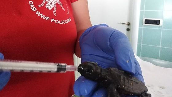 Taranto, 36 tartarughe appena nate finiscono per strada e non in mare: "Confuse dai lampioni"