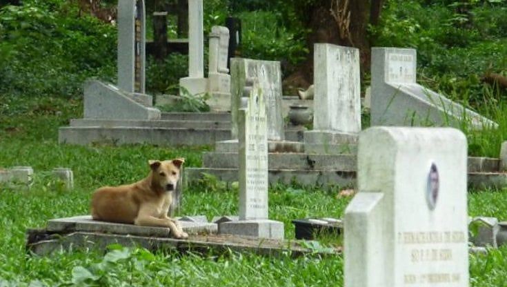 Per sempre insieme: via libera alla sepoltura con il proprio animale domestico
