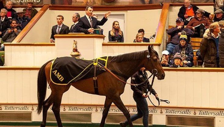Purosangue, offerte in ghinee e voglia di fare la storia, a Tattersalls va in scena l'asta dei record
