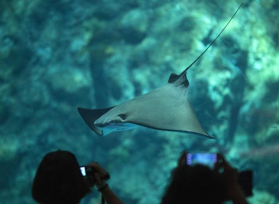 Meduse e aquile marine: spettacolo subacqueo a Hong Kong
