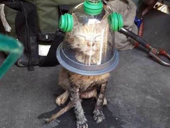 Usa, la rianimazione del gattino: la maschera d'ossigeno è "ad hoc"