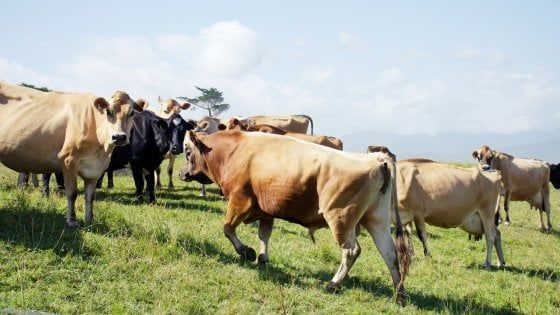 "Farm to Fork" e l'appello per una produzione sostenibile di carne