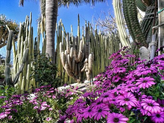 Ischia, riaprono i Giardini Ravino, "paradiso" delle piante succulente