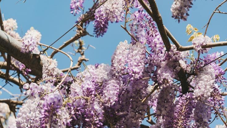 Firenze, in fiore il glicine di Villa Bardini: si può monitorare con la web cam