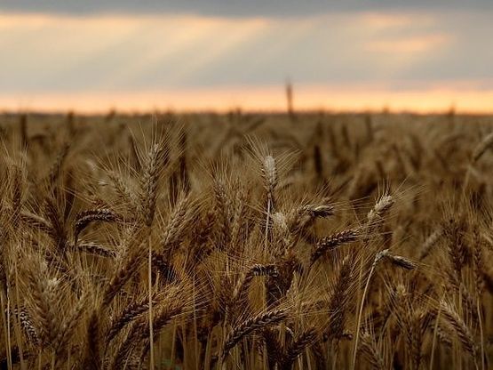 Coldiretti: "Crollano le semine di grano. Pasta italiana a rischio con il Ceta"