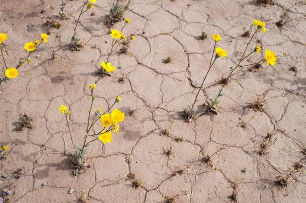 Il "super bloom'' nella Death Vallery: sbocciano i fiori nel deserto più secco degli Usa