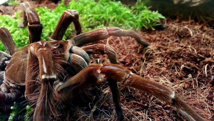 "Spiders", lo stupefacente mondo dei ragni al Museo Doria