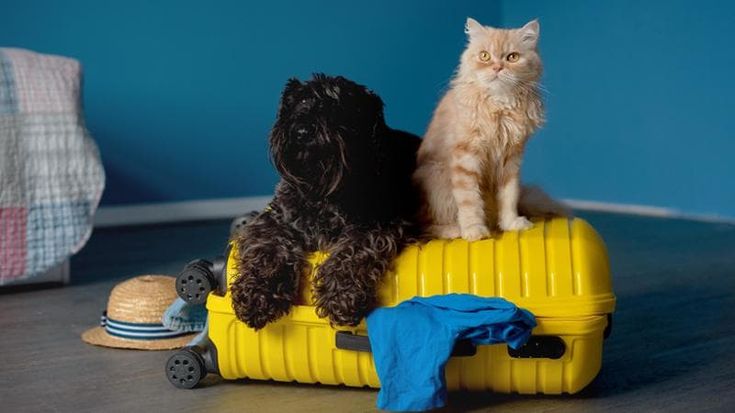 Vacanze, in viaggio con l’animale domestico: i costi extra superano i 200 euro