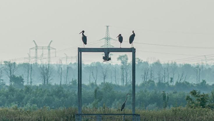 La guerra in Ucraina ha già cambiato la fauna selvatica