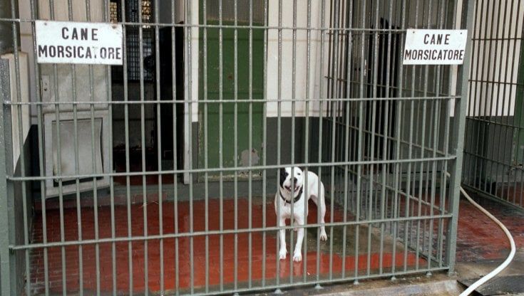 Aizza i cani contro i vigili chiamati dai passanti spaventati: due agenti feriti alle gambe e alle braccia nel parco delle Cave