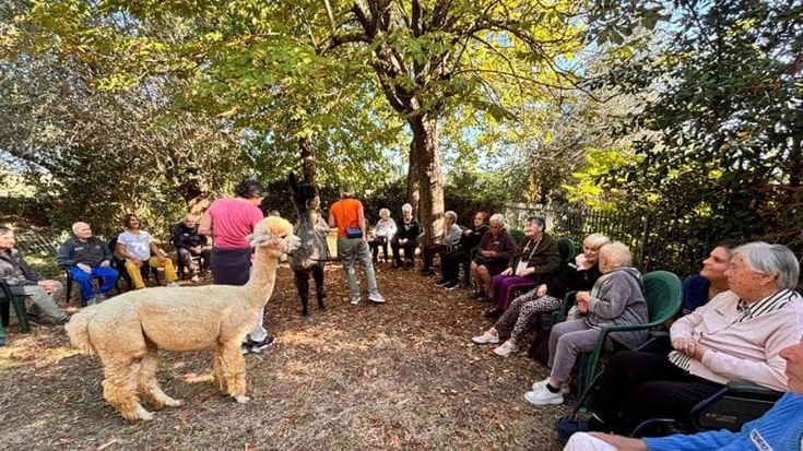 Firenze, un alpaca e un lama al Centro Alzheimer per "stimolare la memoria degli anziani"