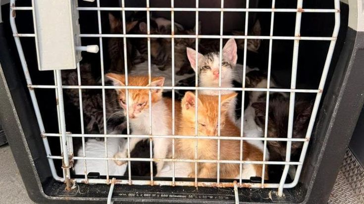 Vicopisano, erano al buio senza cure né cibo: salvati sessanta gattini