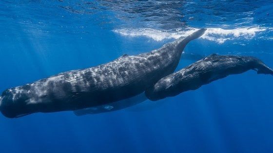 L'appello di 350 scienziati: "Salviamo le balene dall'estinzione"