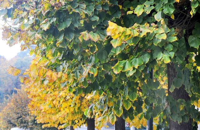 Il foliage a Torino, dalla collina al Valentino i colori della tavolozza di Madre Natura